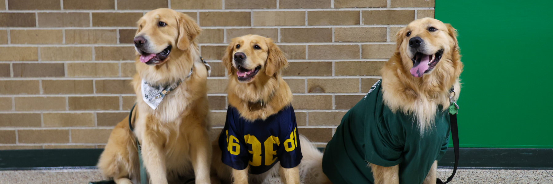 three golden retrievers 